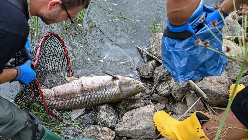 Volunteers recover dead fish from the water of the German-Polish border river Oder in Lebus, eastern Germanny, Saturday, Aug. 13, 2022. Poland’s environment minister says laboratory tests following a mass dying off of fish detected high levels of sal
