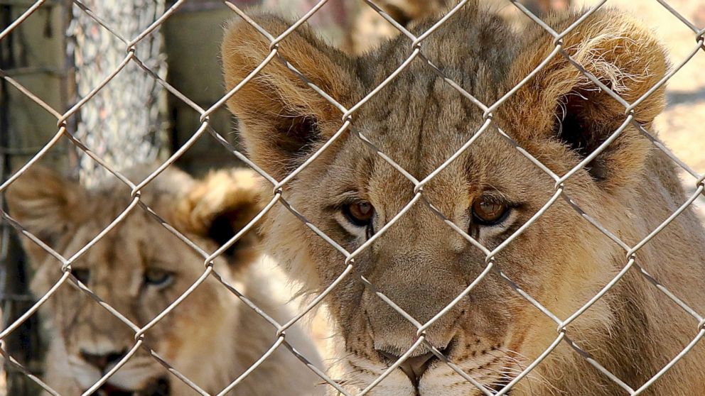 In major move, South Africa to end captive lion industry