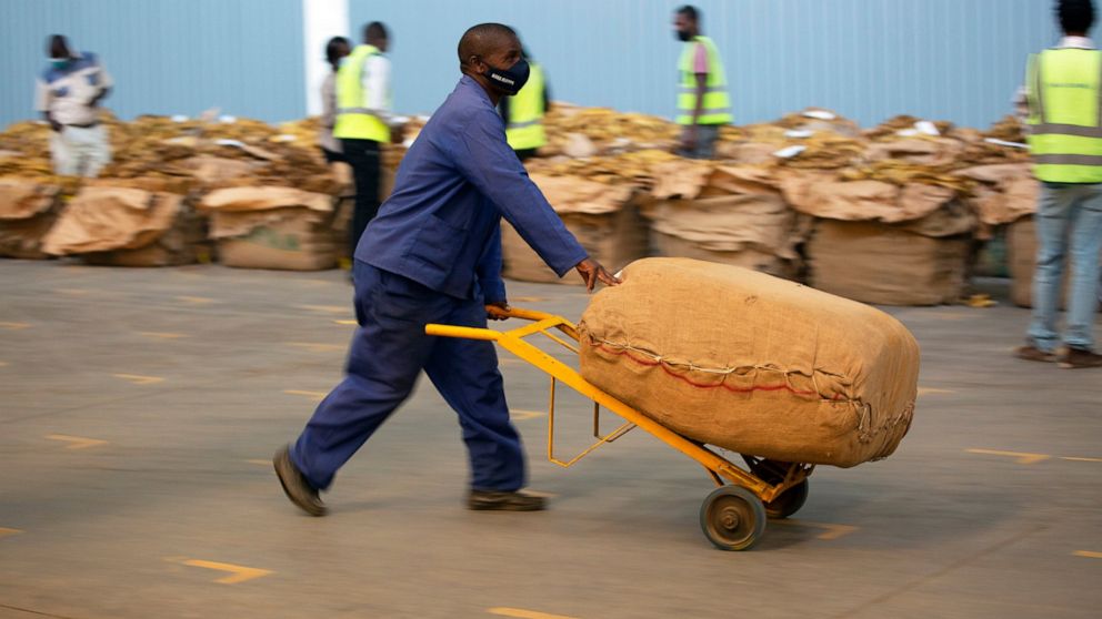 A worker moves a tobacco bail across the auction floor in Harare, Wednesday, April 14, 2021. Zimbabwe’s tobacco is flourishing again. And so are the auctions where merchants are fetching premium prices for the “golden leaf” that is exported around th