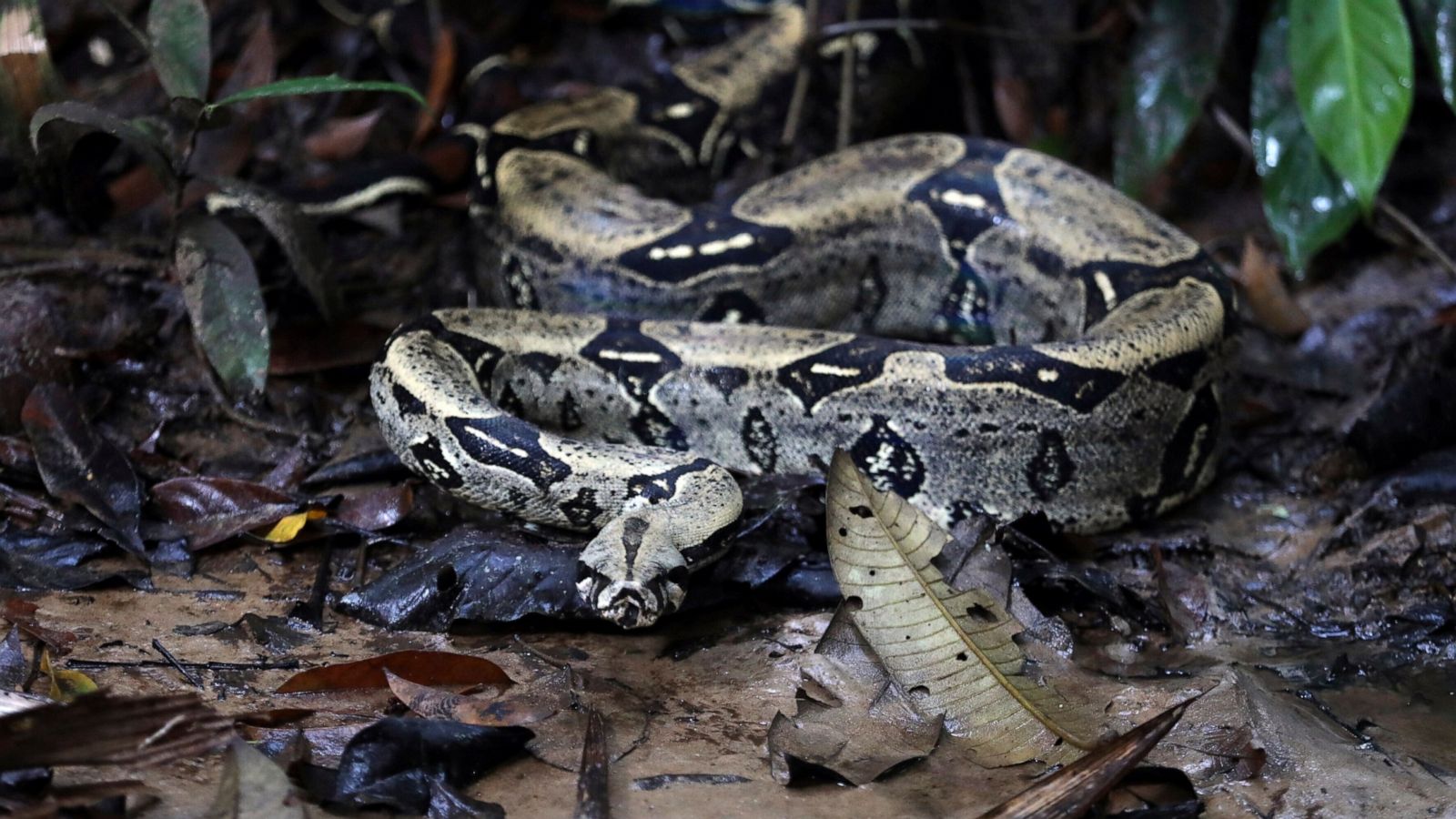 South America Leaders Gather To Discuss Protection Of Amazon Abc News