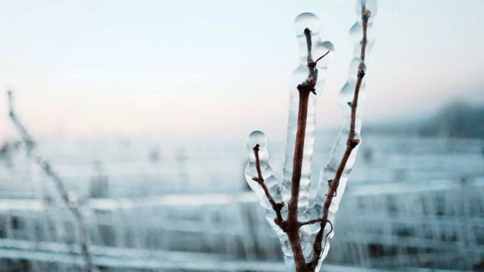Late frost ices over French vineyards, threatens fruit crops