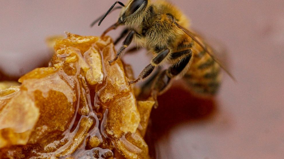 Drought, pesticides take a toll on Chile's crucial honeybees