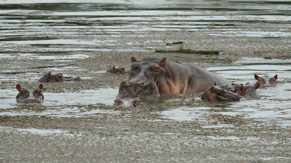 Locals fret as Colombia to declare hippos invasive species