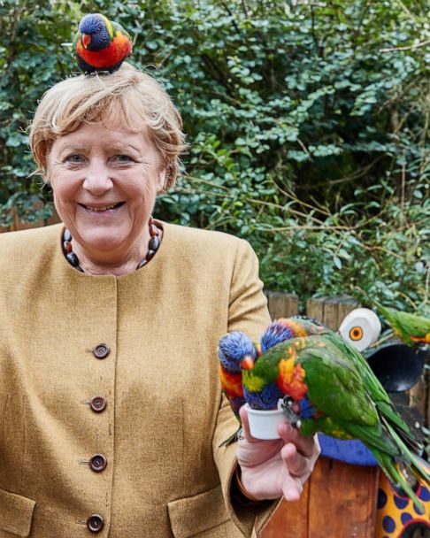 What A Cracker Merkel Pecked By Parrot Abc News