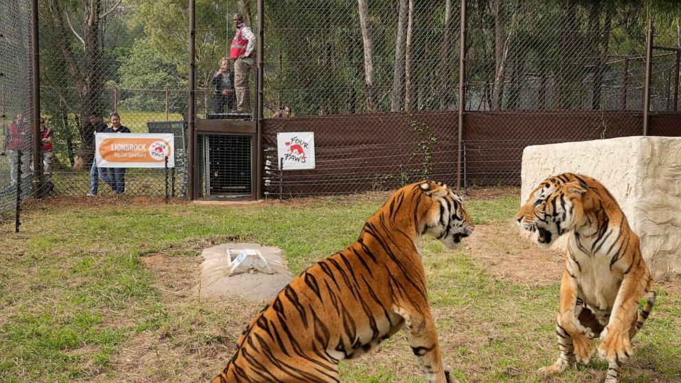 4 tigers rescued from Argentina get new home in South Africa