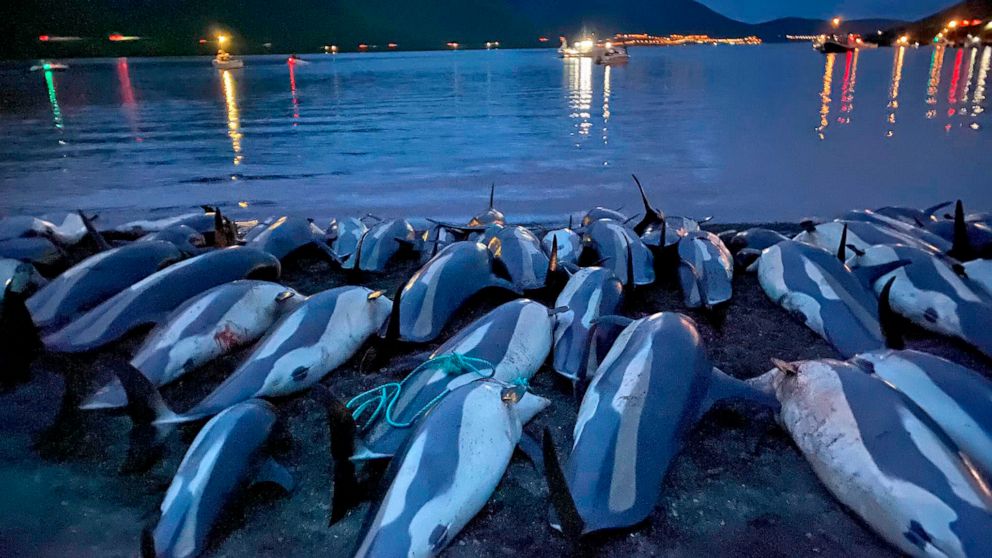 動物の権利グループ フェロー諸島はイルカの虐殺を終わらせる必要があります Croatia News