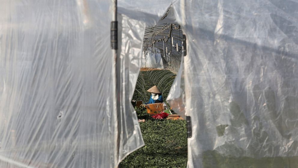 A migrant worker works inside a greenhouse at a farm in Pocheon, South Korea on Feb. 8, 2021. Activists and workers say migrant workers in Pocheon work 10 to 15 hours a day, with only two Saturdays off per month. They earn around $1,300-1,600 per mon
