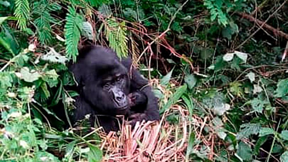 Uganda Reports 2 New Gorilla Babies In Bwindi National Park Abc News