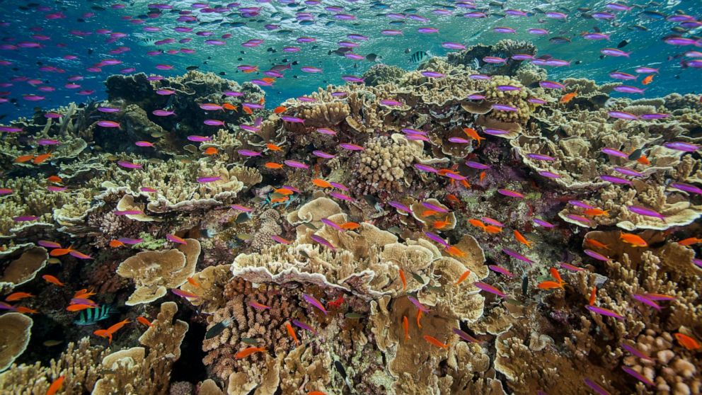 Great Barrier Reef suffers widespread coral bleaching