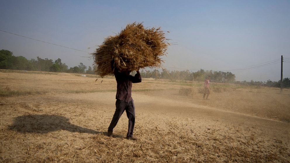 FILE- An Indian farmer carries wheat crop harvested from a field on the outskirts of Jammu, India, April 28, 2022. India on Sunday said it has kept a window open for food-deficit countries to import wheat from the country at the government level desp