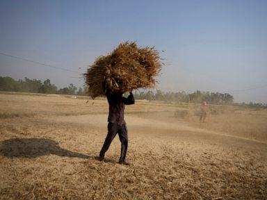 India open to exporting wheat to needy nations despite ban