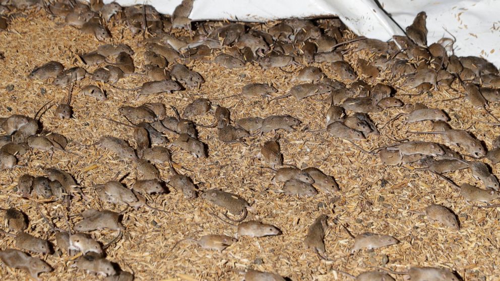 Plague of ravenous, destructive mice tormenting Australians