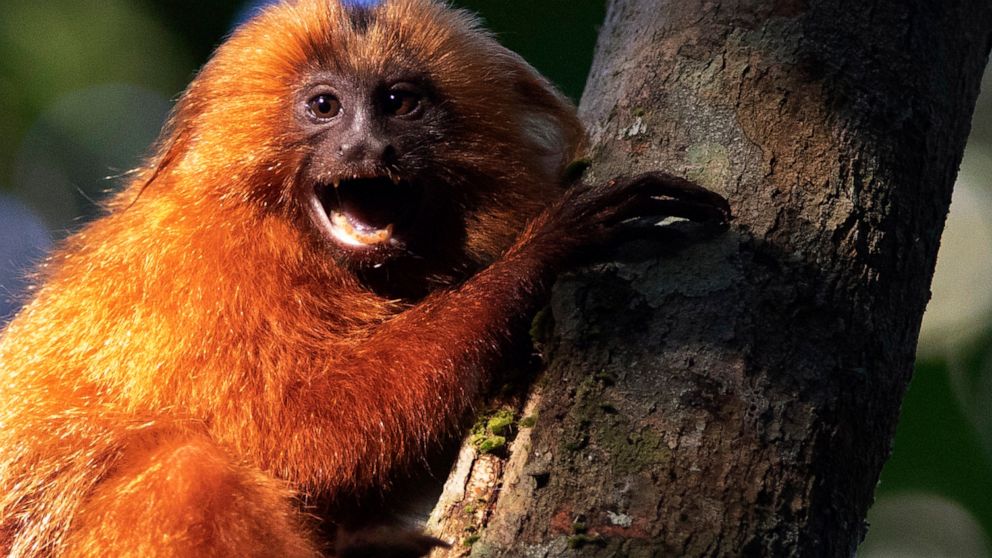A Golden Lion Tamarin holds on to a tree in the Atlantic Forest region of Silva Jardim in Rio de Janeiro state, Brazil, Thursday, Aug. 6, 2020. A recently built eco-corridor will allow these primates to safely cross a nearby busy interstate highway b