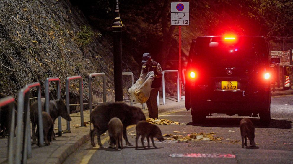 Hong Kong declares wild boars fair game after animal attacks