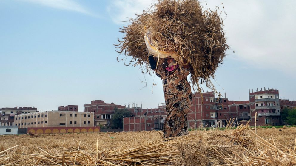 A farmer carries a bundle of wheat on a farm in the Nile Delta province of al-Sharqia, Egypt, Wednesday, May 11, 2022. Egypt will receive a $500 million loan from the World Bank to help finance its wheat purchases as prices skyrocket because of the R