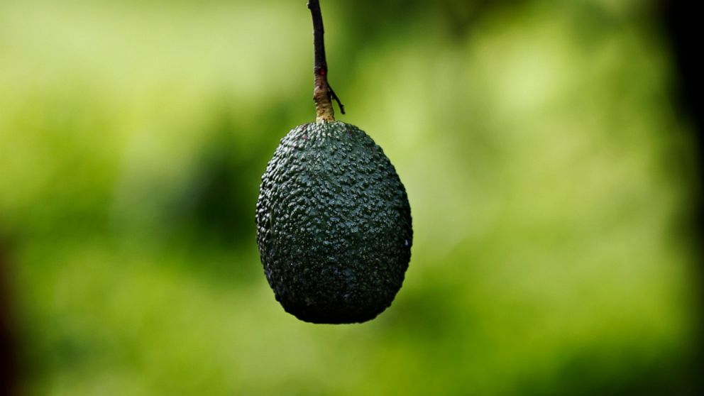 This Oct. 1, 2019 photo shows an avocado hanging in an orchard near Ziracuaretiro, in the Mexican state of Michoacan state, the heartland of world production of the fruit locals call “green gold.” The country supplies about 43% of world avocado expor