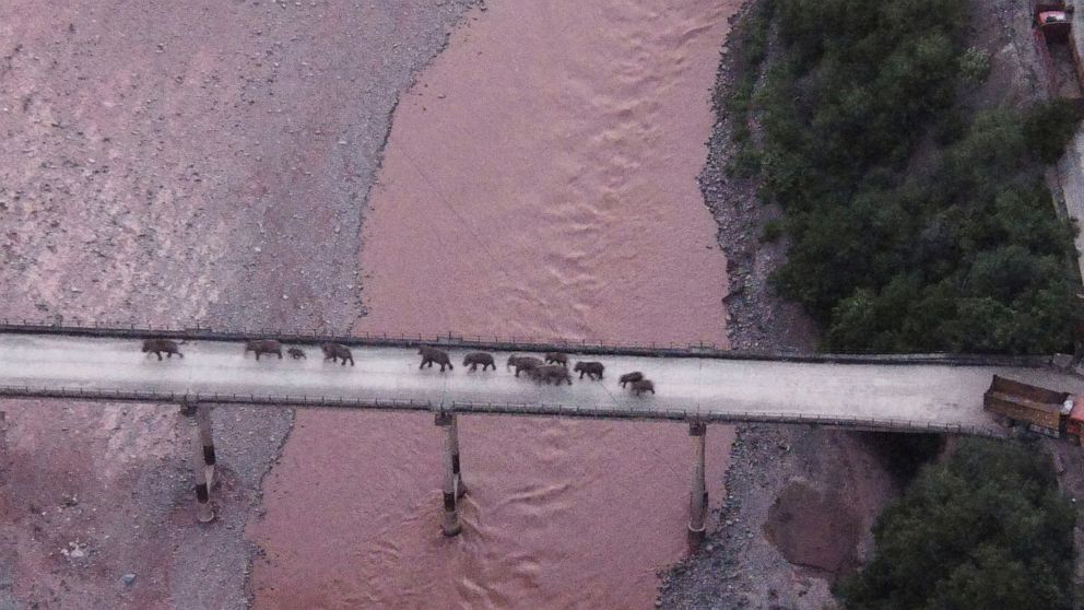 China's wandering elephants may finally be heading home