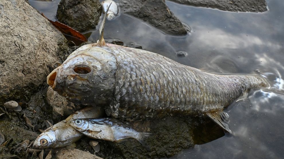 Dead fish lie on the banks of the German-Polish border river Oder in Lebus, eastern Germanny, Saturday, Aug. 13, 2022. Poland’s environment minister says laboratory tests following a mass dying off of fish detected high levels of salinity but no merc