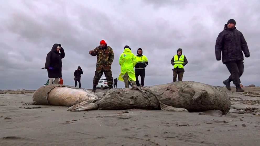 FILE - In this image taken from footage provided by the RU-RTR Russian television on Sunday, Dec. 4, 2022, journalists and Interdistrict Environmental Prosecutor's Office employees walk near the bodies of dead seals on shore of the Caspian Sea, Dages