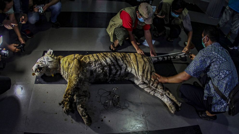 Members of Natural Resources Conservation Agency inspect a Sumatran tiger found dead after being caught in a snare trap in Pekanbaru, Riau province, Indonesia, Sunday, Oct 17, 2021. Authorities said Monday, that the death is the latest setback to a s