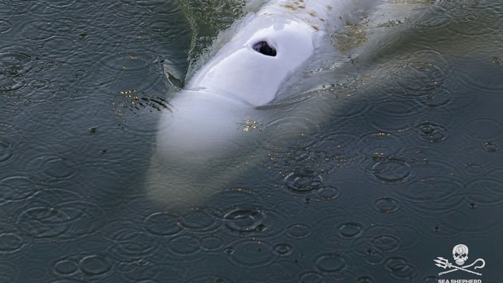 In this image, taken Saturday, Aug. 6, 2022 by environmental group Sea Shepherd, shows a Beluga whale in the Seine river in Notre Dame de la Garenne, west of Paris. French environmentalists said Monday efforts to feed a dangerously thin Beluga whale 