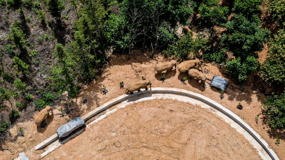 Wandering elephants on edge of China city, now closing roads