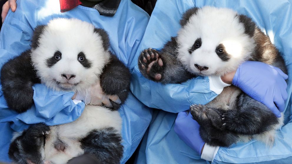 Berlin Zoo Reveals Names Gender Of Their 2 Panda Twin Cubs Abc News