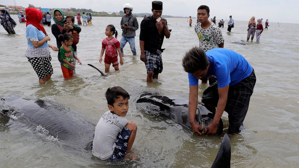 3 of 45 pilot whales survive stranded en masse in Indonesia