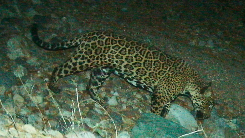 In this photo provided by the University of Arizona and U.S. Fish and Wildlife Service shows a male jaguar photographed by motion-detection wildlife cameras in the Santa Rita Mountains in Arizona on April 30, 20215 as part of a Citizen Science jaguar