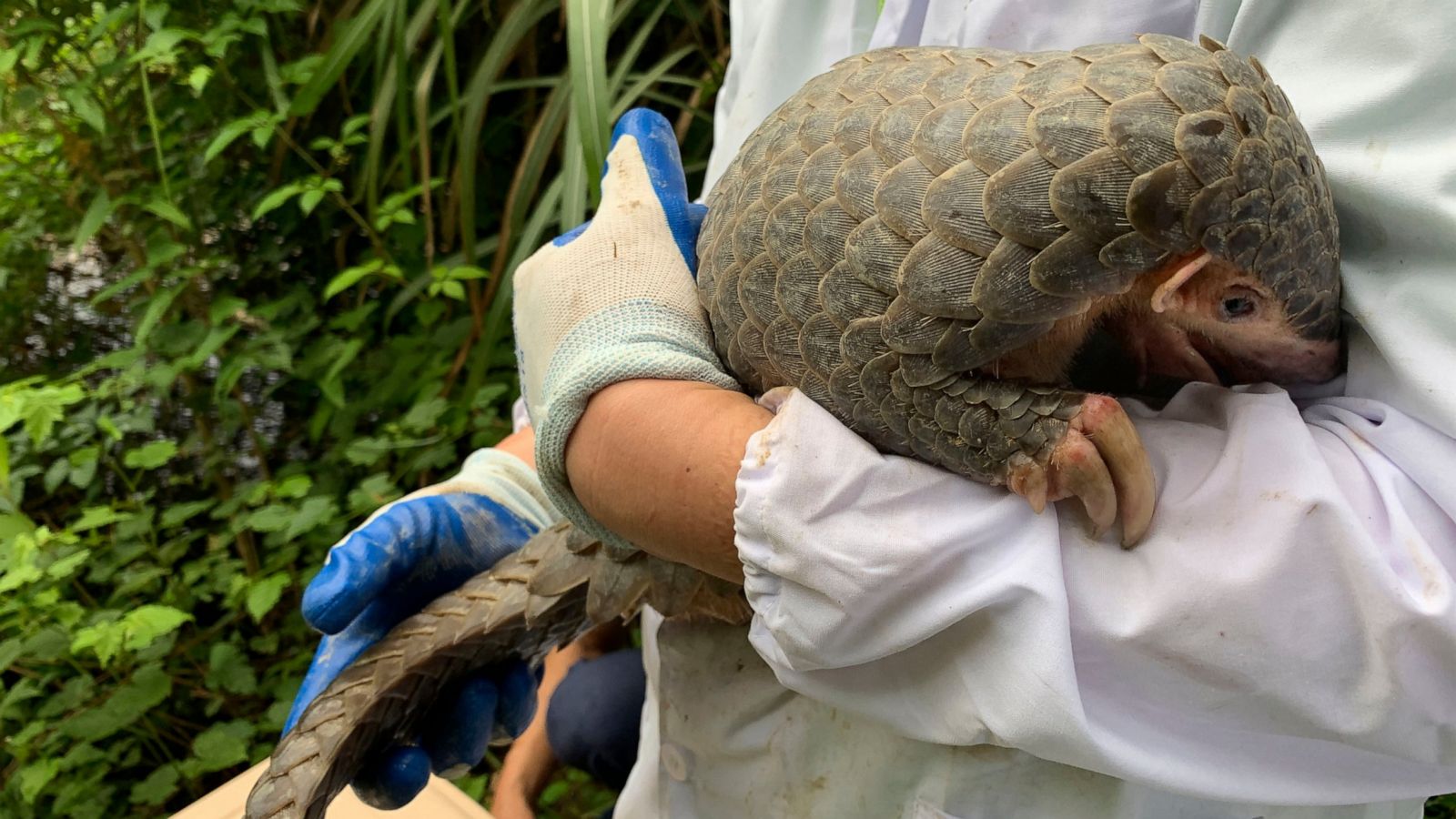 Pangolin Released Into Wild Under China S New Protections Abc News