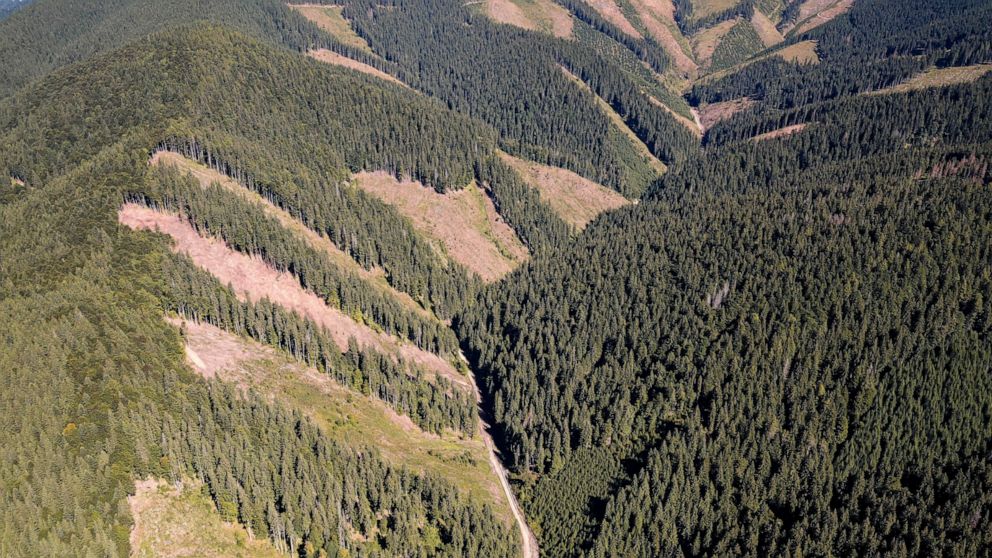 Grupurile ecologiste spun că România nu oprește exploatarea forestieră ilegală
