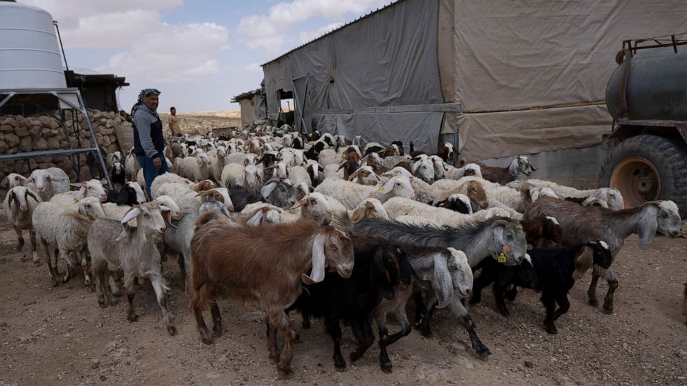 Palestinian Issa Abu Eram takes his flock of sheep out for the afternoon graze, in the West Bank Beduin community of Jinba, Masafer Yatta, Friday, May 6, 2022. Israel's Supreme Court has upheld a long-standing expulsion order against eight Palestinia