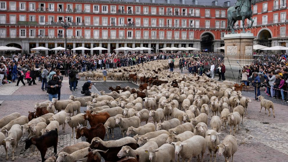 Sheep, goats cross downtown Madrid in echo of past practice