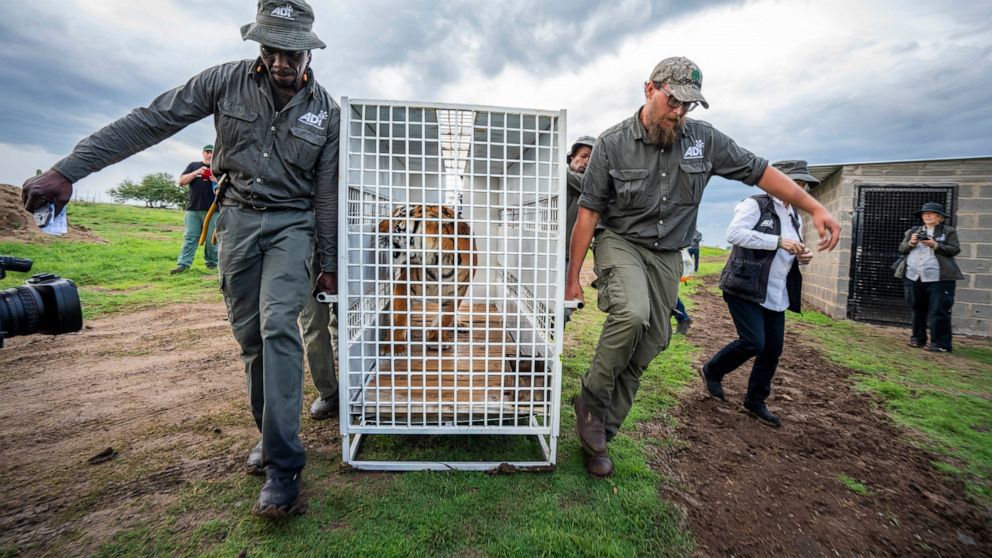 Stripes, one of 17 rescued tigers and lions from Guatemala circuses is released at the Animal Defenders International Wildlife Sanctuary in Winburg, South Africa, Tuesday Jan. 21, 2020. (AP Photo/Jerome Delay)