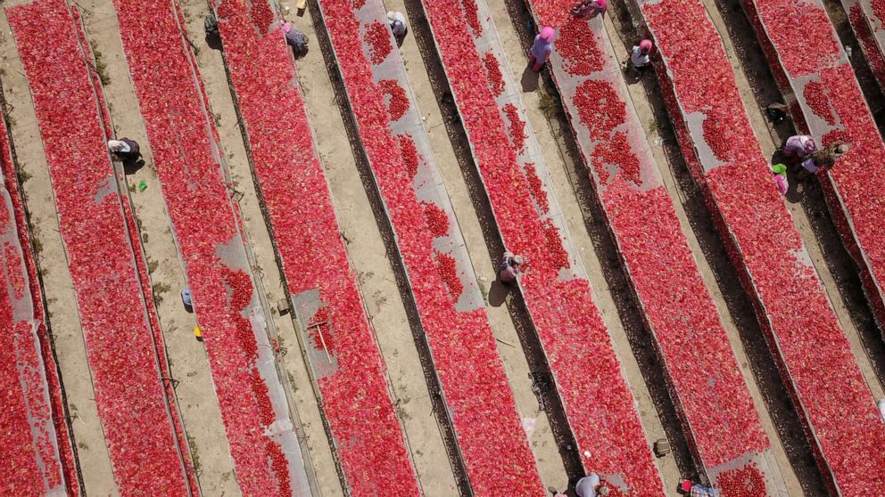 PHOTO: Aerial view of staff from the Xinjiang Production and Construction Corps airing tomatoes, Aug. 7, 2019, in Bayingolin Mongol Autonomous Prefecture, Xinjiang Uygur Autonomous Region of China.