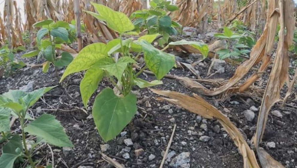 Black bean is a staple protein in Guatemala.