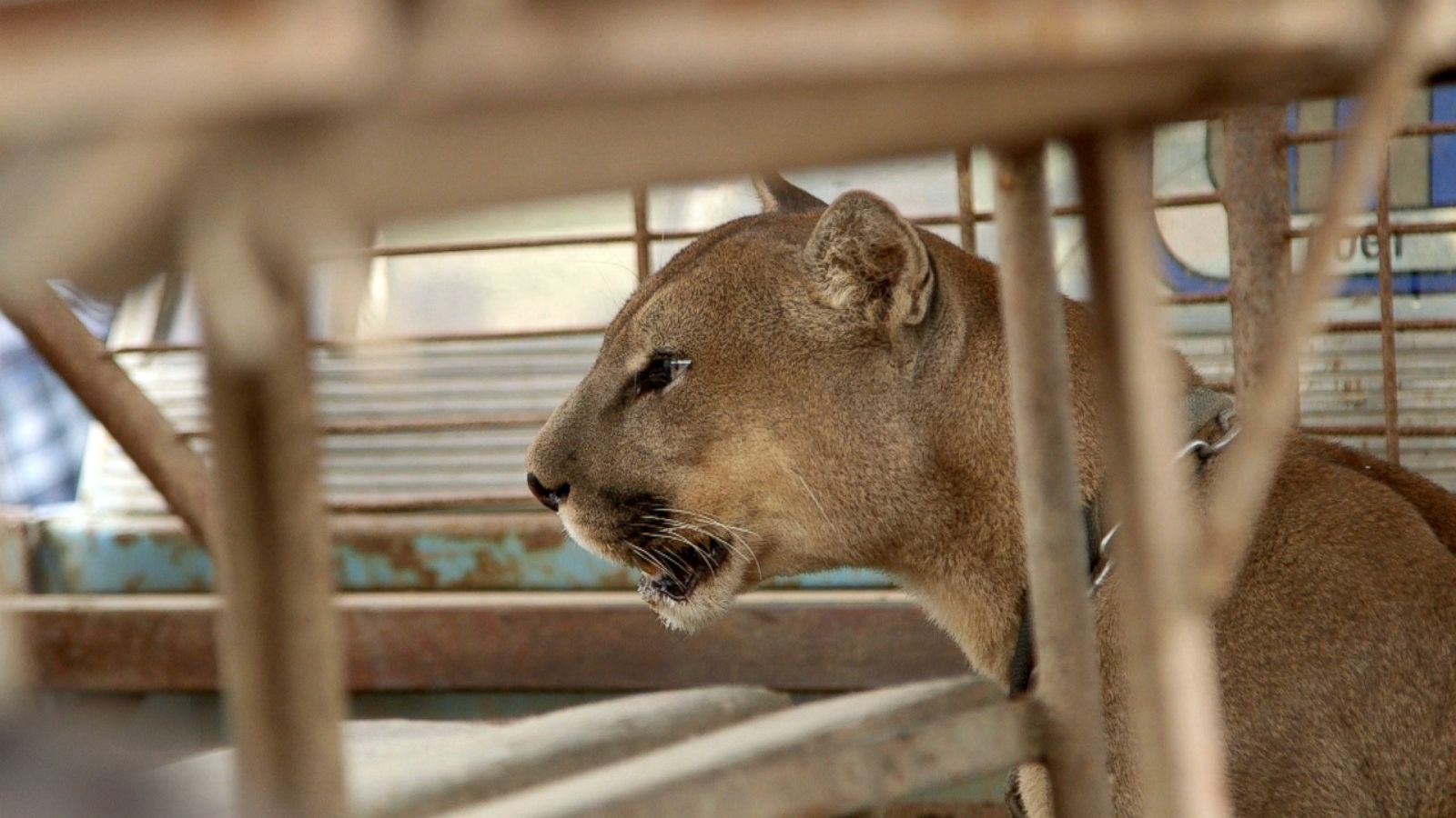 Inside the Daring Mission to Rescue Wild Animals From a Peruvian Circus -  ABC News