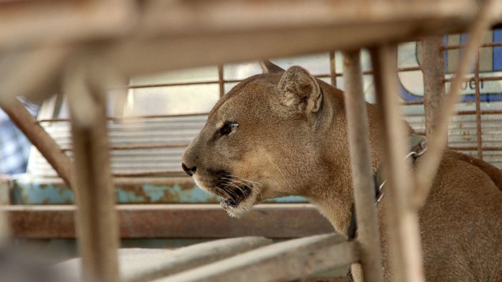 Rescued circus lions from Peru and Colombia to live in Colorado