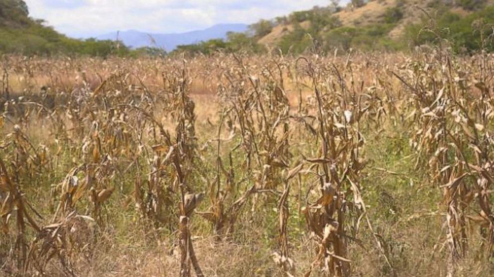 Stunted corn in Guatemala.