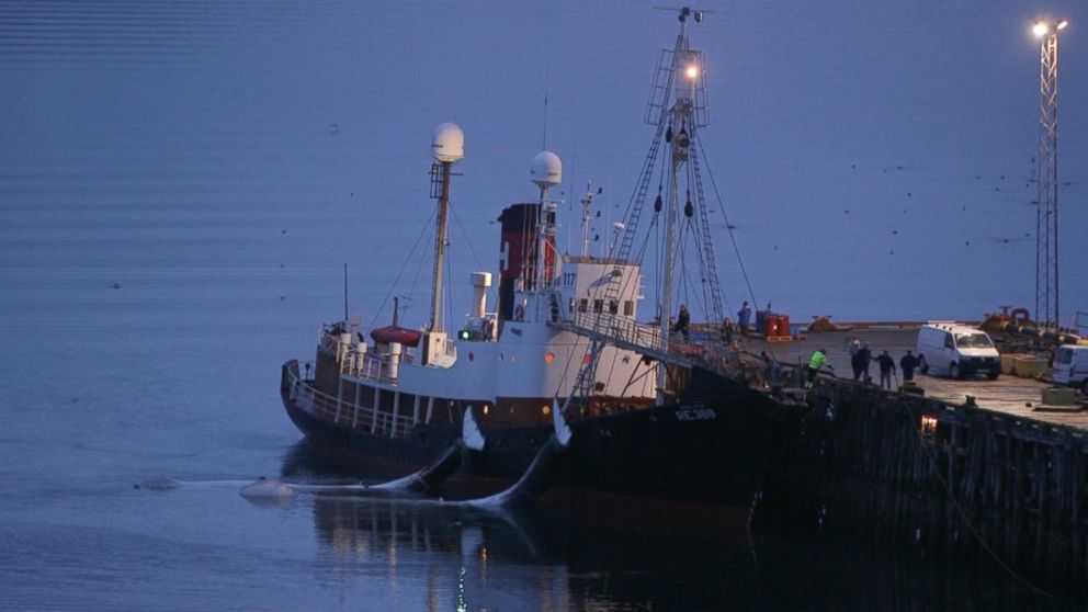 Icelandic company Hvalur's whaling station seen here bringing in fin whale kills.