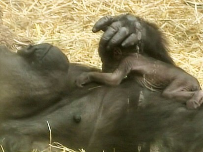 Video: Baby gorilla born at German zoo.
