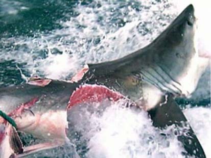 VIDEO: An image showing a great white bitten in half is causing a buzz on the Web.