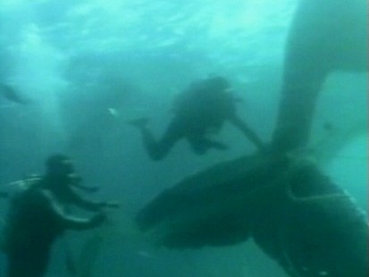 VIDEO: Divers rescue a trapped whale.