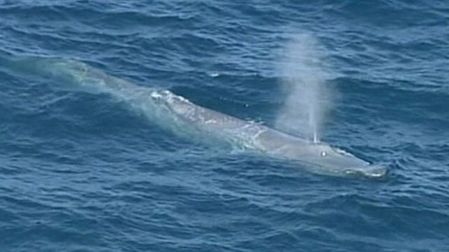 Blue Whale: A 98-Foot Rare Spectacle Video - ABC News