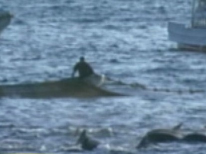VIDEO: Captured Dolphins Released in Japan