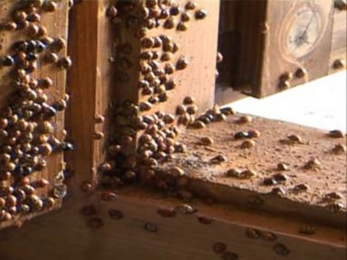 VIDEO: Still think ladybugs are cute? Ask these Romanian homeowners.