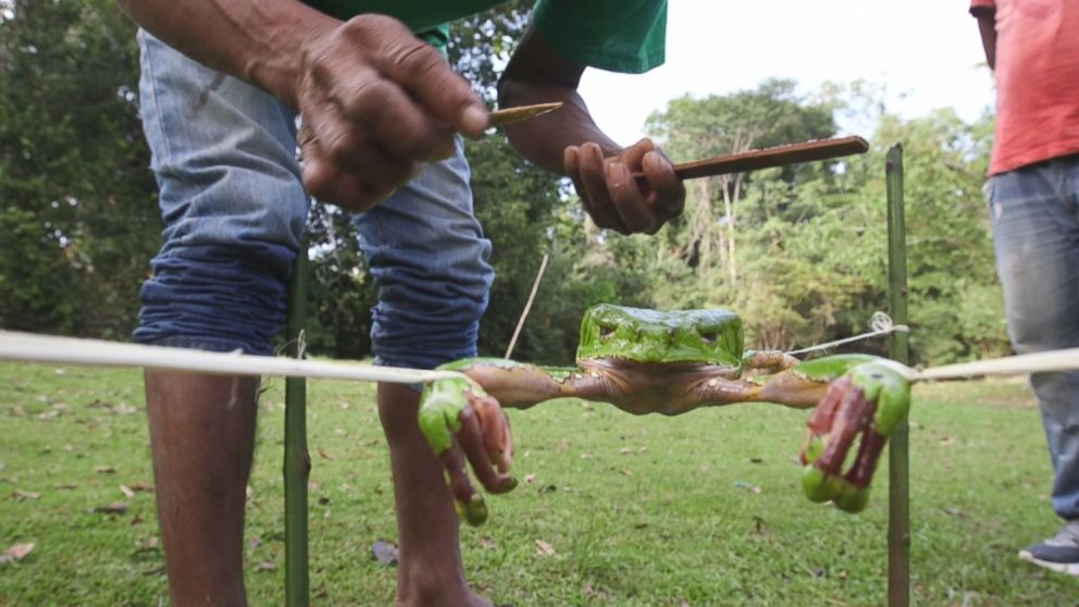 In order to extract the toxins from the frog, the guide places strings around each of its four feet and spreads the frog's body out between four sticks.