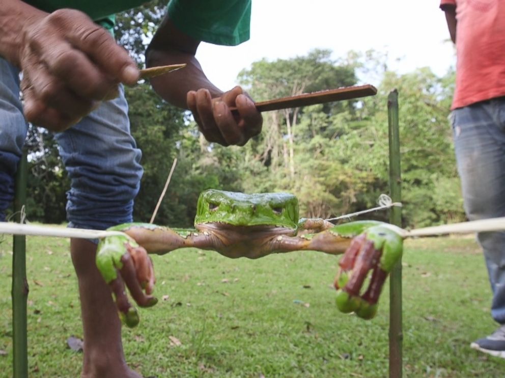 In order to extract the toxins from the frog, the guide places strings around each of its four feet and spreads the frogs body out between four sticks.