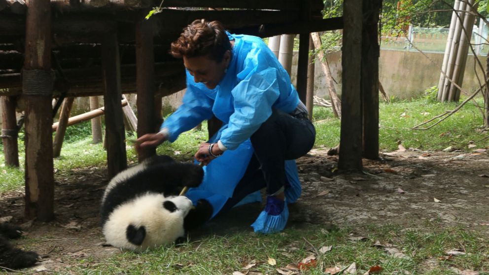 PHOTO: "GMA" co-anchor Robin Roberts trip to China took her to several iconic spots, including the Great Wall, Wangfujing market and Chengdu, home of the giant panda.