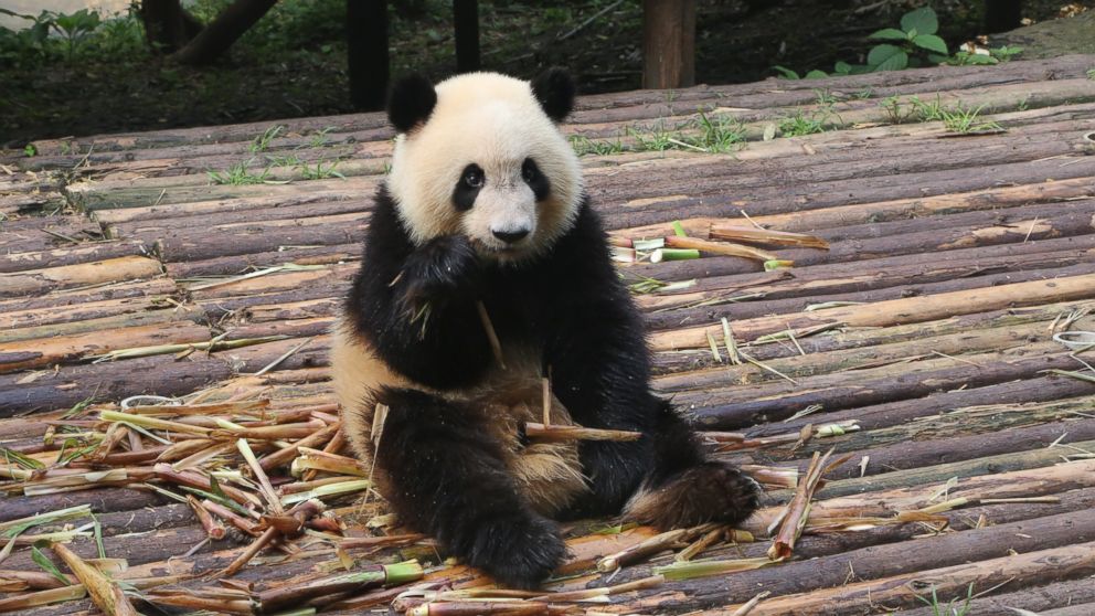 PHOTO: "GMA" co-anchor Robin Roberts trip to China took her to several iconic spots, including the Great Wall, Wangfujing market and Chengdu, home of the giant panda.